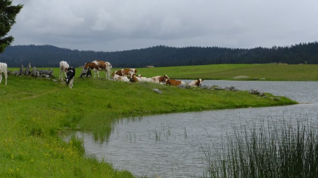 Entre Jura suisse et Jura français. séjour dans la vallée de la&nbsp;Sagne.